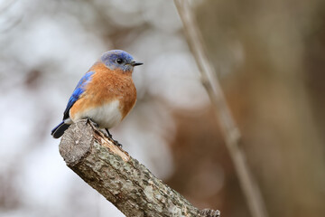 Male bluebird perched against blurry background. 