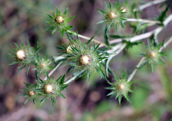 Carlina vulgaris plant grows in nature