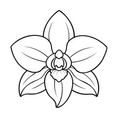 Orchid flower illustration in black and white outline style