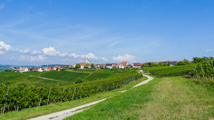 Naklejka premium Weinberglandschaft - Blick vom Westhang des Tüllinger Berges in nordwestliche Richtung auf Ötlingen und sein Weinberg 