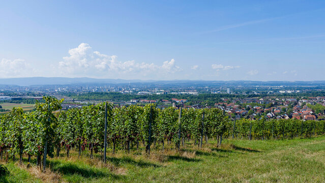 Das Dreil&auml;ndereck von den Weinbergen am Westhang des Tullinger Berges und Forlenwald aus gesehen. Von Weil am Rhein bis Haltingen mit Basel im Hintergrund