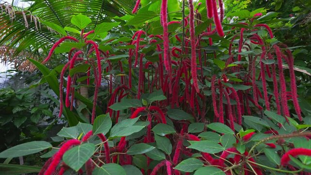 Philippine medusa or red hot cat tail. Acalypha hispida.