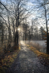 Blendenstern der Sonne im Wald