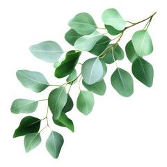 Eucalyptus leaves branch close-up natural habitat plant photography bright background aesthetic appeal