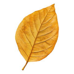Obraz premium Falling yellow leaf autumn forest nature photography natural environment close-up view seasonal change