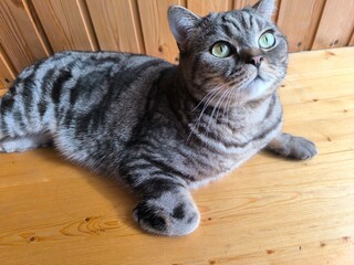 Scottish straight-eared grey striped cat.