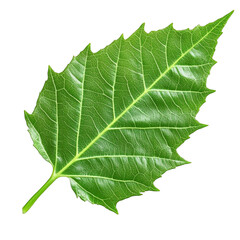 Single Green Leaf Isolated on White Background Fresh Green Leaf Texture Vein Closeup Detail Nature Botany Biology Ecology Environment Spring Summer Growth Plant Life Organic Natural Foliage