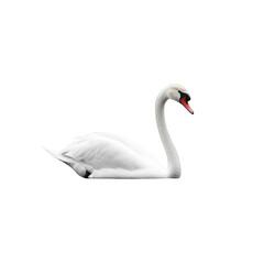 Fototapeta premium Elegant White Swan Gracefully Gliding on Calm Water Serene Bird Wildlife Nature Photography Minimalist Background Peaceful Animal Portrait Purity Symbol Love Romance Ornithology Waterfowl Beauty