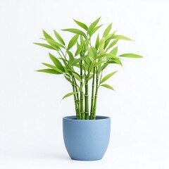 A vibrant bamboo plant in a decorative pot, sharply isolated against a white background. 