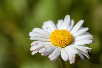 A close-up of a vibrant flower with detailed petals and stamens highlighting its natural beauty