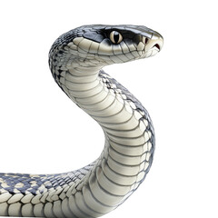 Fototapeta premium Snake Isolated on White Background PNG Reptile Serpent Scales Wildlife Animal Danger Venomous Predator Herpetology SlitherðŸ S-shaped Curve Wild Nature Zoology Close-up Exotic Dangerous Threatening