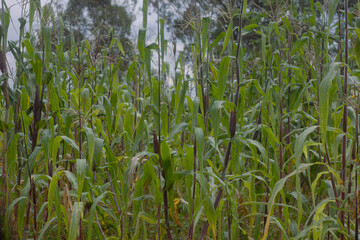 green grass in the wind