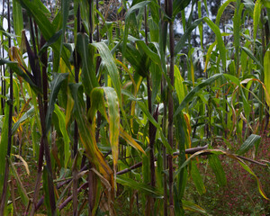 corn field in the wind