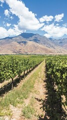 A scenic vineyard with mountains and blue skies in the background.