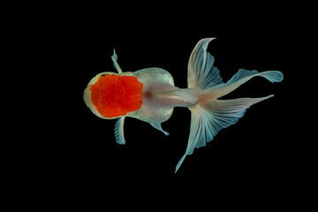 An Red Oranda is a breed of goldfish characterized by a prominent bubble-like 