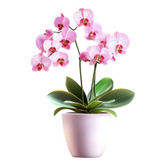 Fototapeta na wymiar Elegant potted orchid with vibrant blooms, set against a clean white backdrop, showcasing delicate petals and lush green foliage.