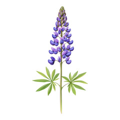 Obraz premium Purple lupine flower stem, elegant and vibrant, showcasing delicate petals and lush foliage, ideal for design and decoration purposes
