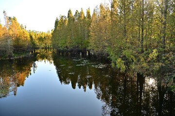 Autumn Cypress Trees and Lake Reflection