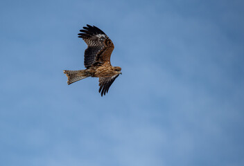 Japan’s Ubiquitous Scavenger – The Black-Eared Kite. Turkish name ( Kara caylak )