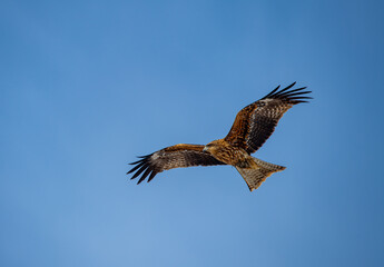 Japan’s Ubiquitous Scavenger – The Black-Eared Kite. Turkish name ( Kara caylak )