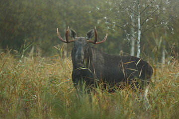 Łoś (Alces alces) moose © Bartosz Rakoczy