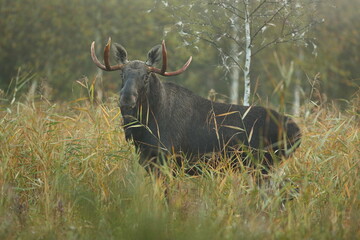 Łoś (Alces alces) moose