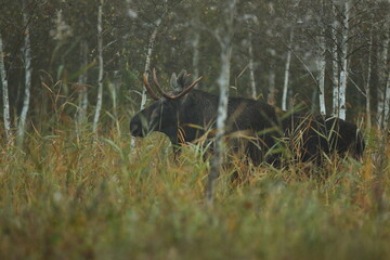 Łoś (Alces alces) moose © Bartosz Rakoczy