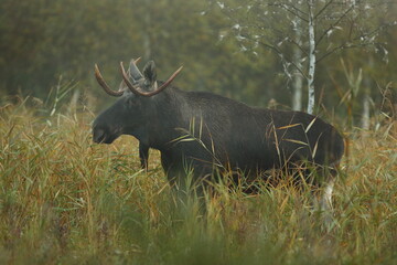 Łoś (Alces alces) moose © Bartosz Rakoczy