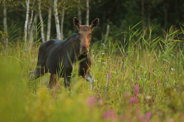 Łoś (Alces alces) moose © Bartosz Rakoczy