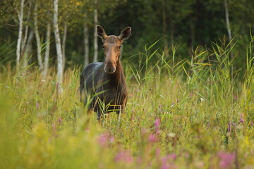 Łoś (Alces alces) moose © Bartosz Rakoczy
