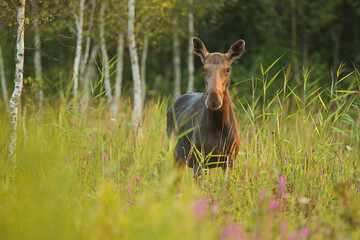 Łoś (Alces alces) moose