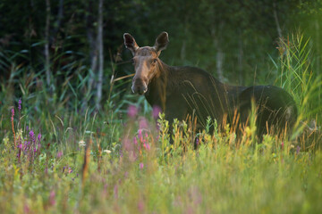Łoś (Alces alces) moose © Bartosz Rakoczy
