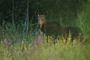 Łoś (Alces alces) moose