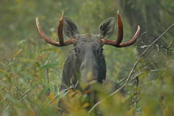 Łoś (Alces alces) moose © Bartosz Rakoczy
