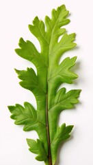 SeaweedKelp seamless border featuring an isolated fresh branch with leaves in underwater organic vegan style against a white backdrop