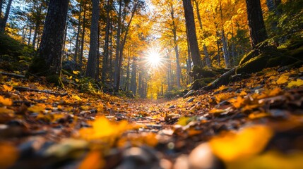 Fototapeta premium A serene forest path adorned with vibrant autumn leaves and sunlight.