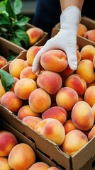 Worker in gloves organizes red peaches into boxes within a fruit factory, preparing healthy produce...