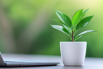 Green plant beside laptop on a wooden table in a bright indoor environment