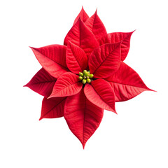 red poinsettia flower