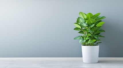 Lush green plant in white pot against gray wall.