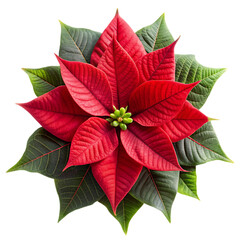 red poinsettia flower