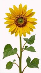 Naklejka premium Hand-drawn sunflower botanical featuring an isolated image of a vibrant yellow sunflower surrounded by lush summer greenery
