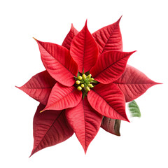 red poinsettia flower