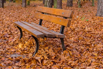 Ławka w jesiennym parku pokryta złotobrązowymi liśćmi opadłymi z drzew. Cała alejka parkowa jest zanurzona w „mięsistym” dywanie opadłych jesiennych liści w odcieniach brązu i złota. © Grzegorz