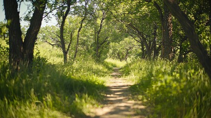 Fototapeta premium A serene pathway through a lush green forest.