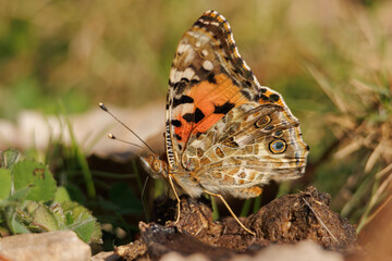 Mariposa Vanessa cardui posada en un excremento se alimenta de él, Alcoy, España