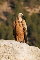 Buitre gyps fulvus mira hacia abajo desde lo alto del barranco, Alcoy, España