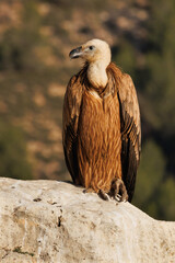 Buitre leonado gyps fulvus apoyado en una sola pata, Alcoy, España