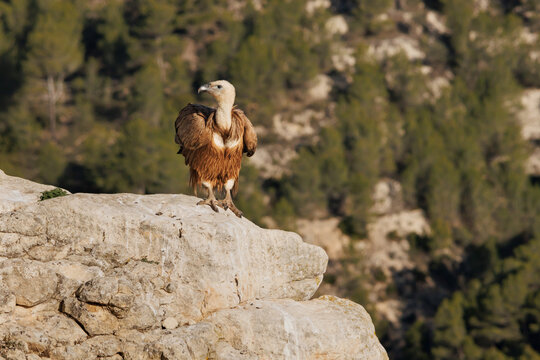 Buitre leonado gyps fulvus en posici&oacute;n de cagar, Alcoy, Espa&ntilde;a