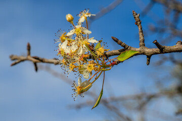 Close-Up of Wild Pear Flowers Blooming on a Branch Against Blue Sky